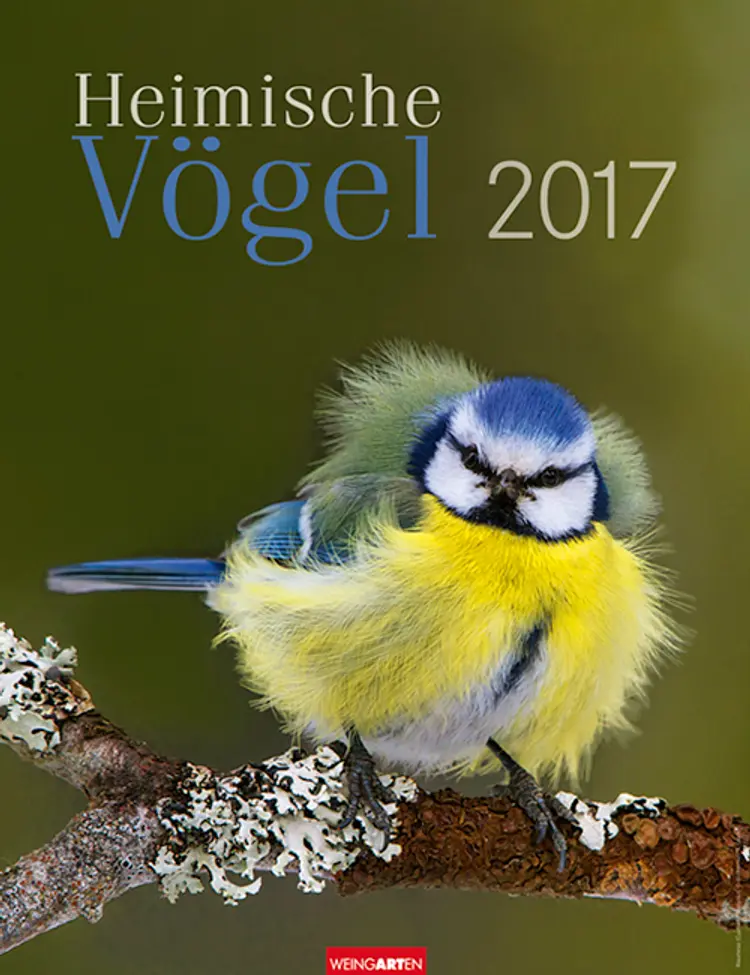 Heimische Vögel - Birds 2017