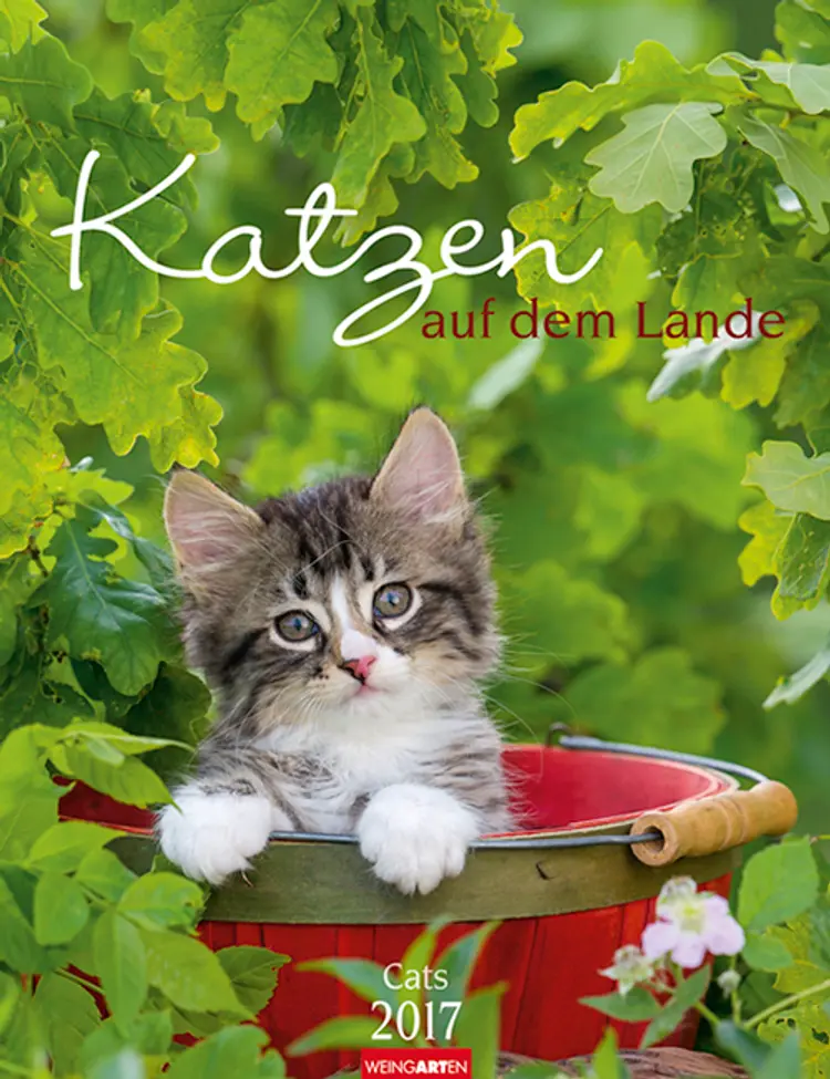 Katzen auf dem Lande - Cats 2017