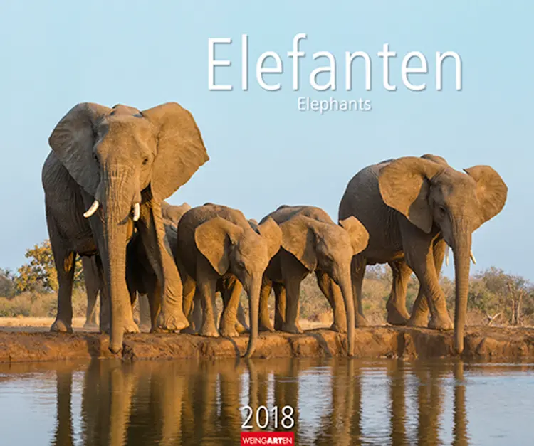 Elefanten 2018 Kalender