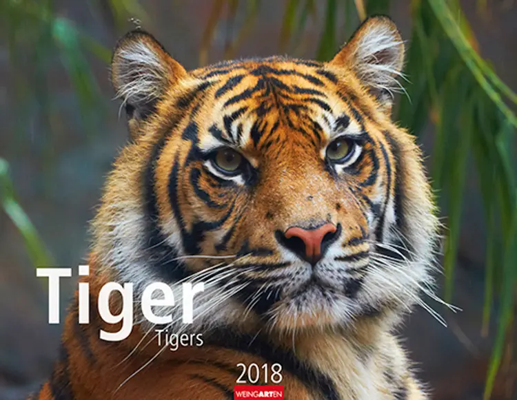 Tiger 2018 Kalender