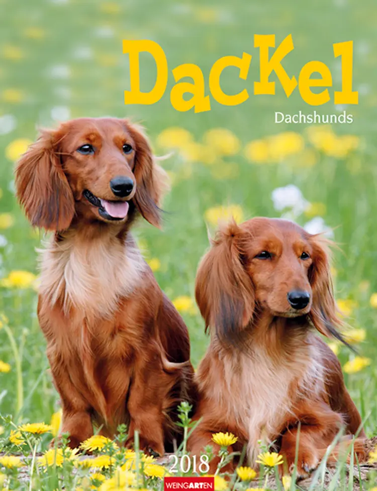 Dackel 2018 Kalender
