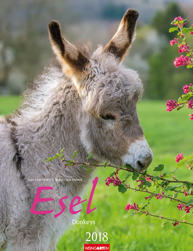 Esel 2018 Kalender
