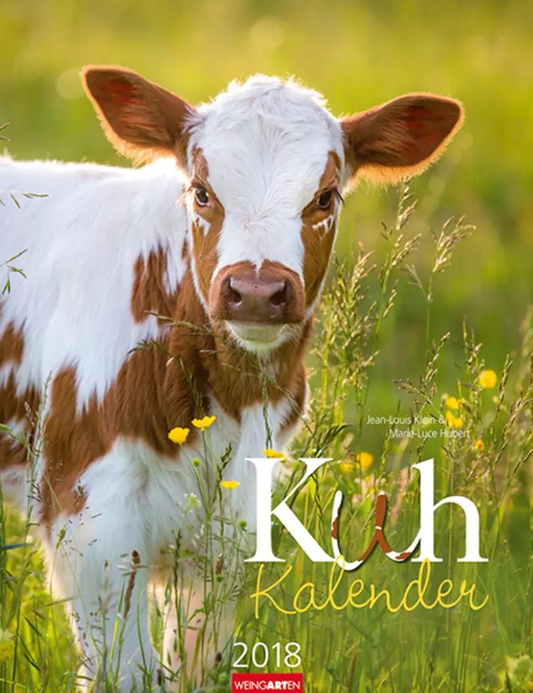 Kuh Kalender 2018 Kalender