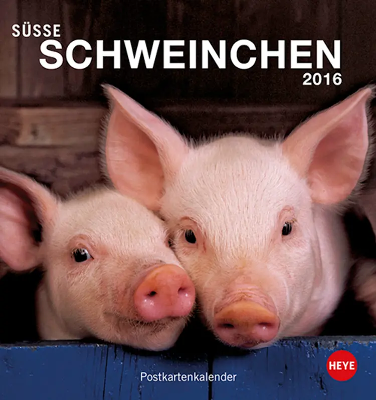 Süße Schweinchen Postkartenkalender
