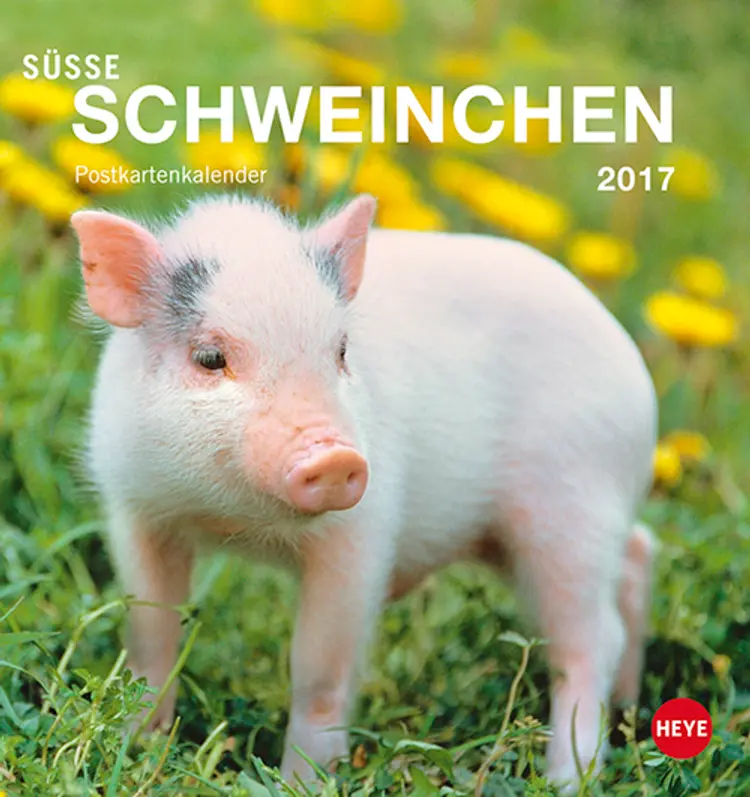 Süße Schweinchen Postkortkalender 2017