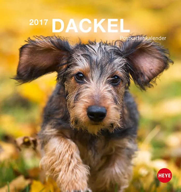 Dackel Postkortkalender 2017