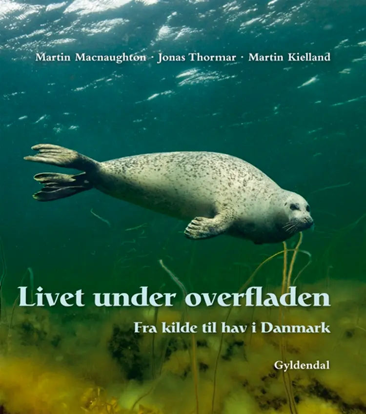 Livet under overfladen af Martin Macnaughton