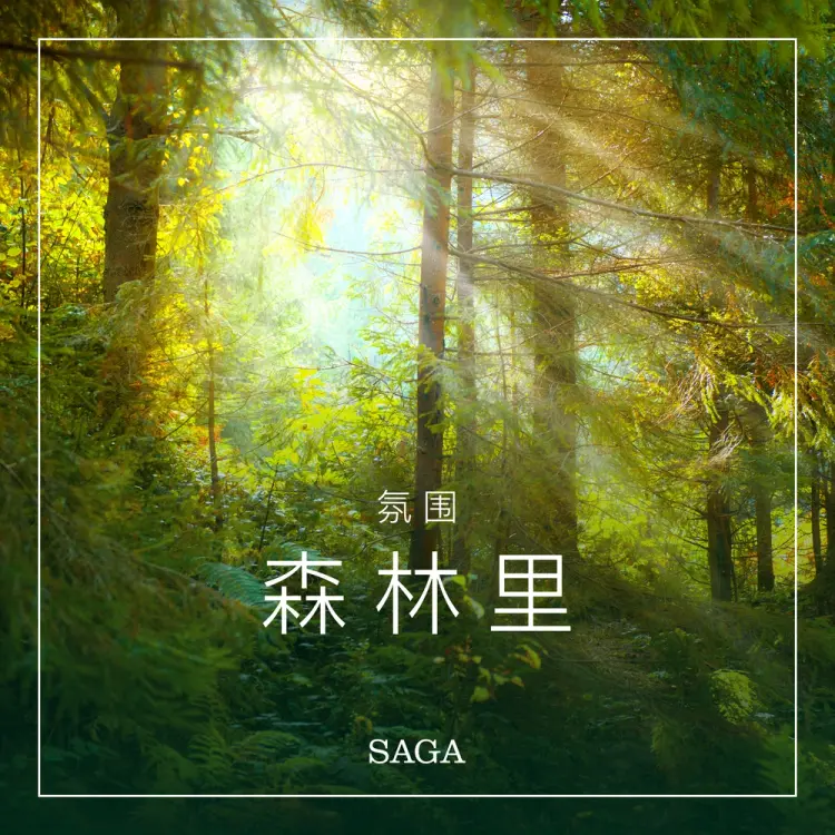 氛围——森林里 af 拉斯慕 波偌