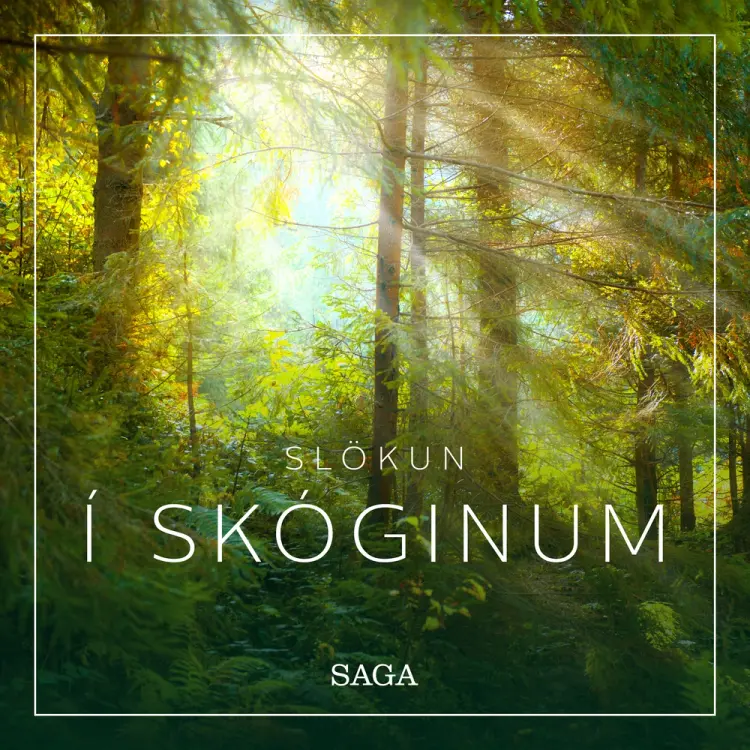 Slökun - Í skóginum af Rasmus Broe