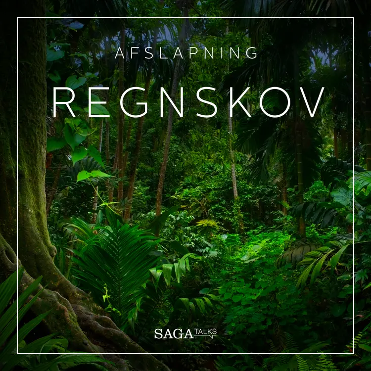 Regnskov af Rasmus Broe