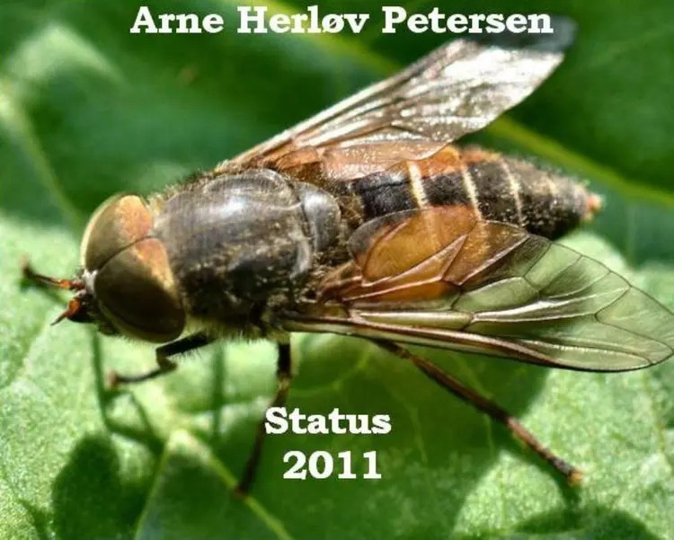 Status 2011 af Arne Herløv Petersen
