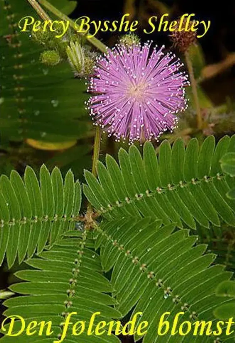 Den følende blomst af Percy B. Shelley