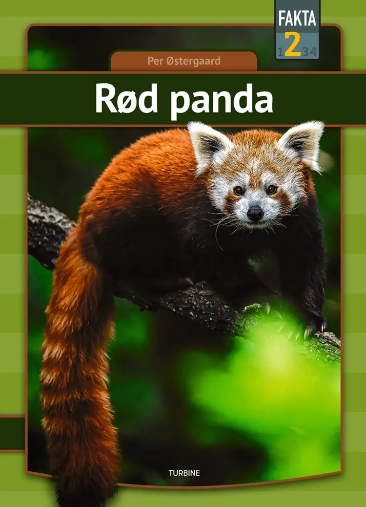 Rød panda af Per Østergaard