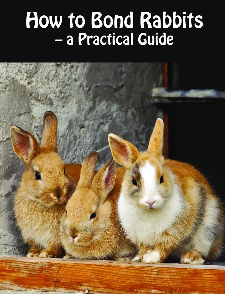 How to Bond Rabbits af Rebekka Faial