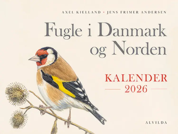 Fugle i Danmark og Norden - Kalender 2026 af Axel Kielland