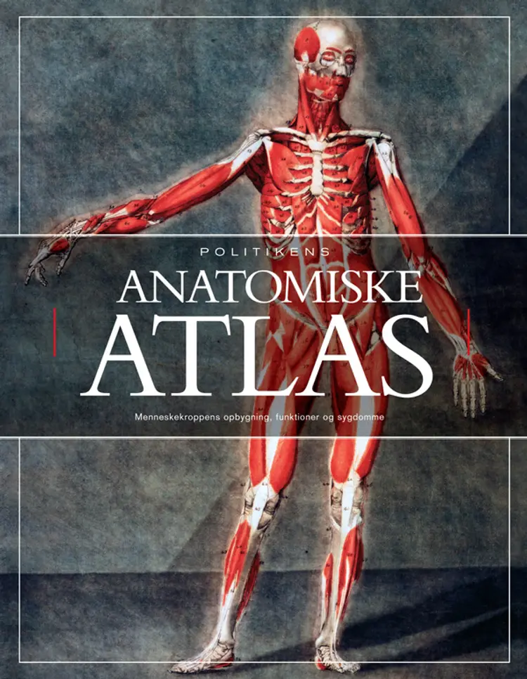 Politikens anatomiske atlas af Tony Smith