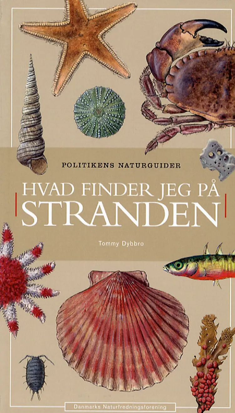 Hvad finder jeg på stranden af Tommy Dybbro