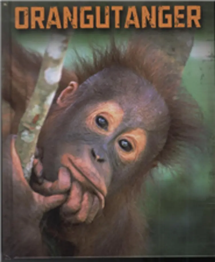 Orangutanger af Buffy Silverman