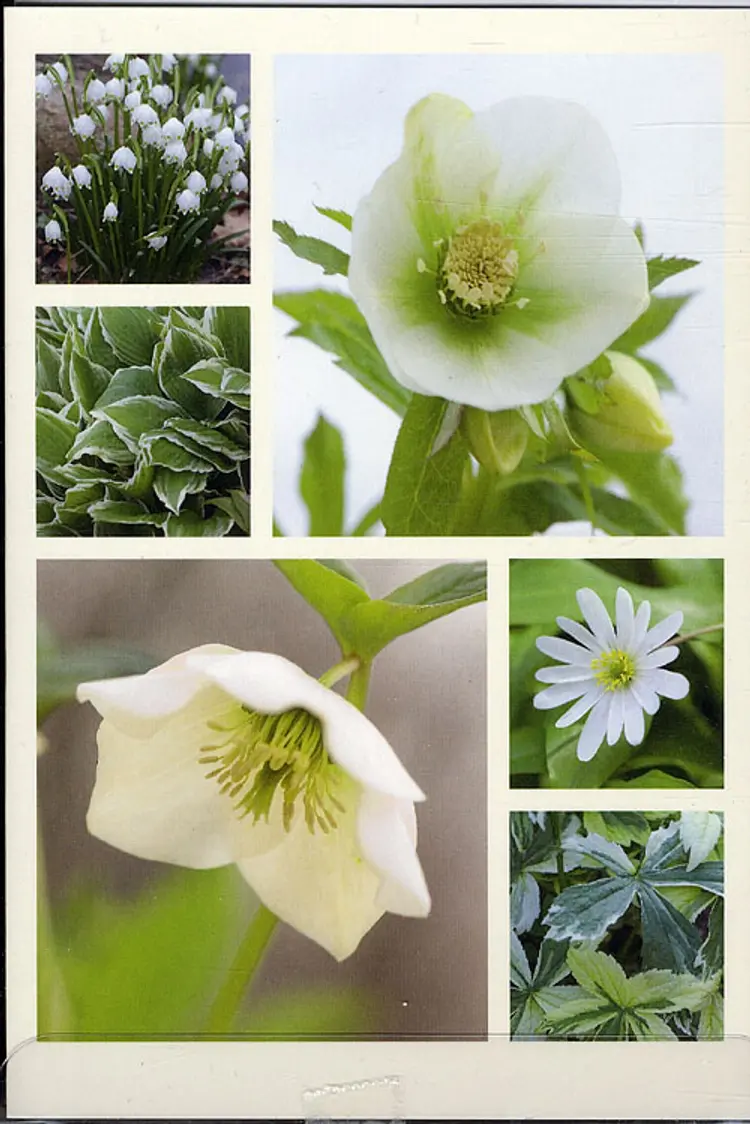 Blomsterkort - juleroser og påskeklokker af Claus Dalby