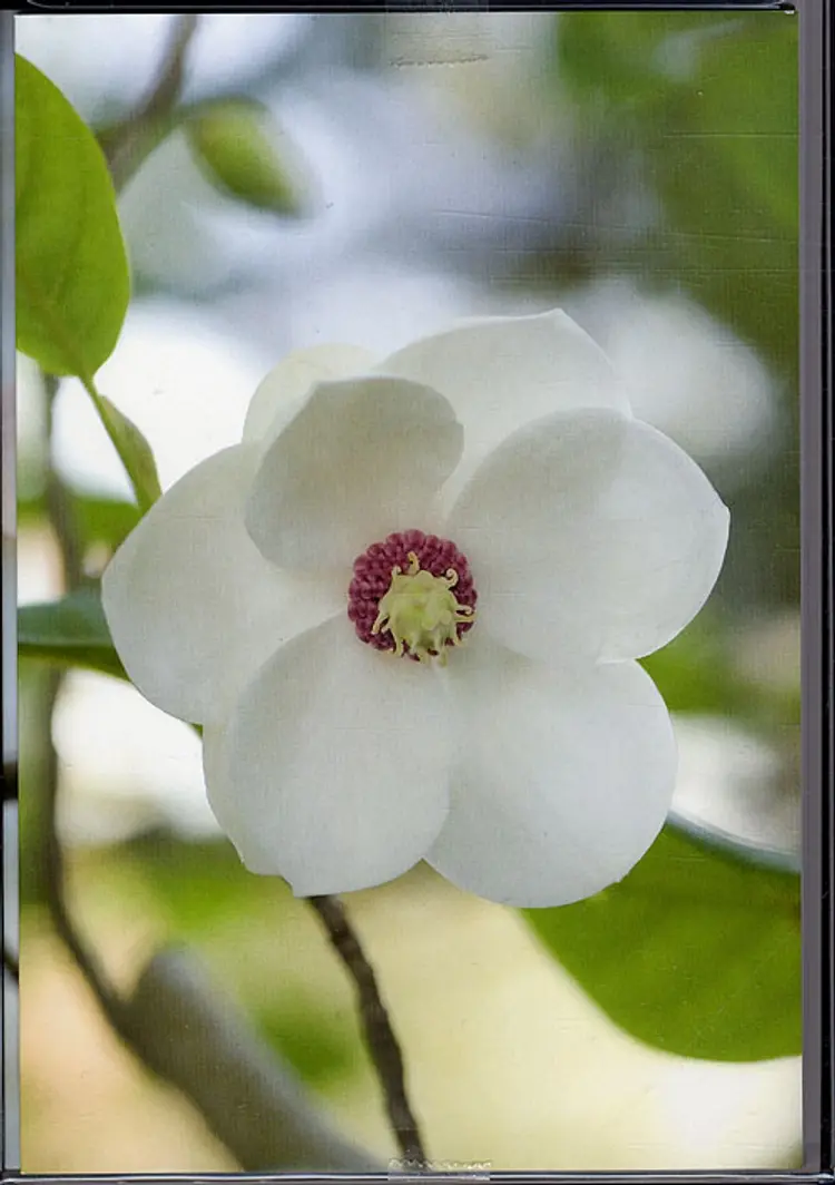 Blomsterkort - Magnolier og andre motiver fra forårshaven af Claus Dalby