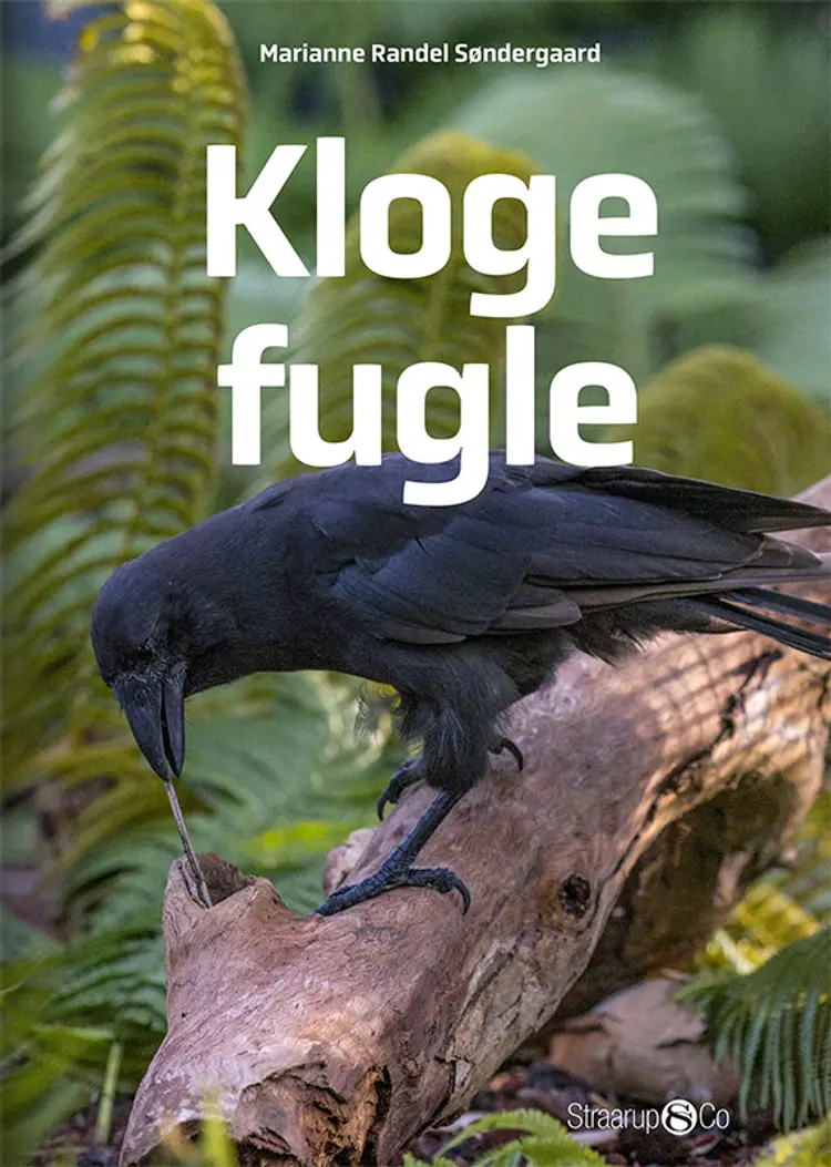 Kloge fugle af Marianne Randel Søndergaard