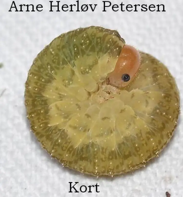 Kort af Arne Herløv Petersen