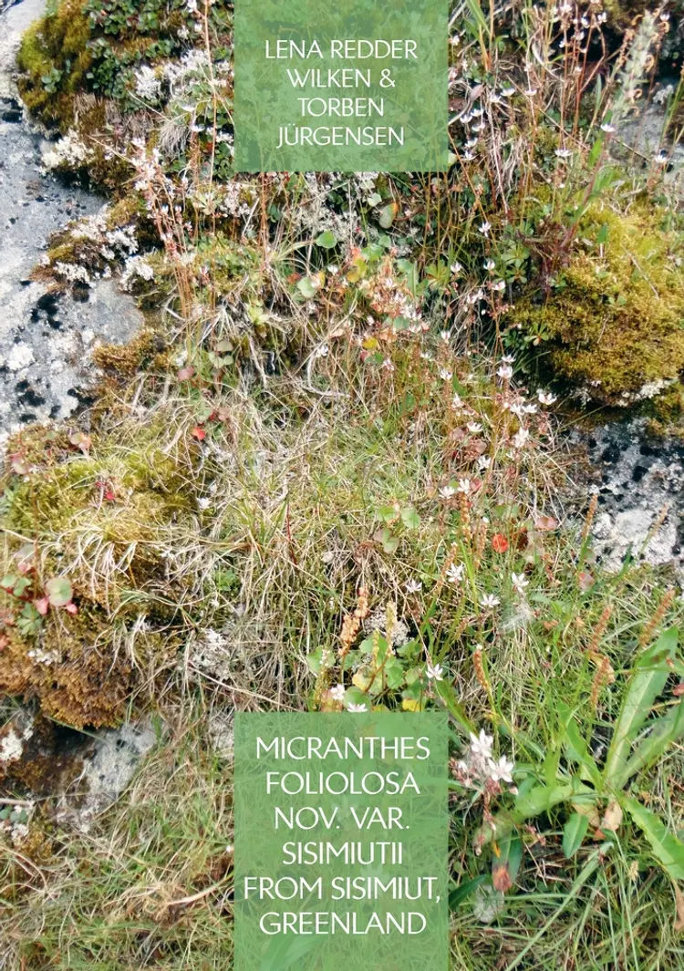 Micranthes foliolosa nov. var. sisimiutii from Sisimiut, Greenland af Lena Redder Wilken