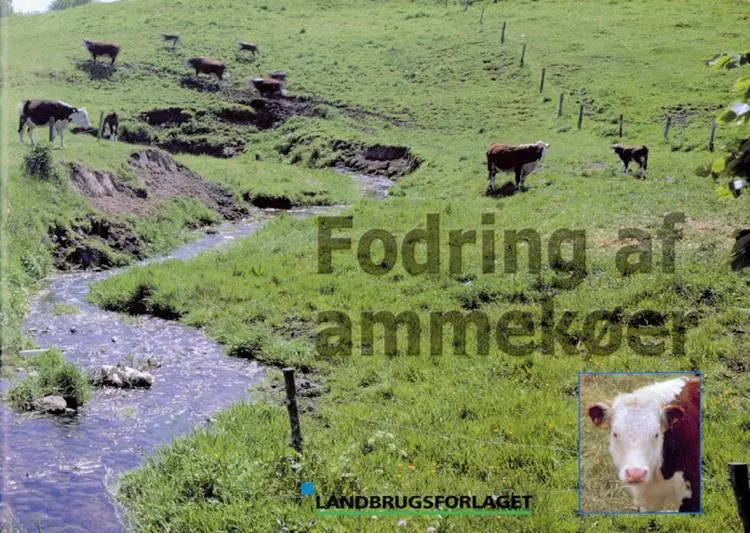 Fodring af ammekøer af Arne Munk