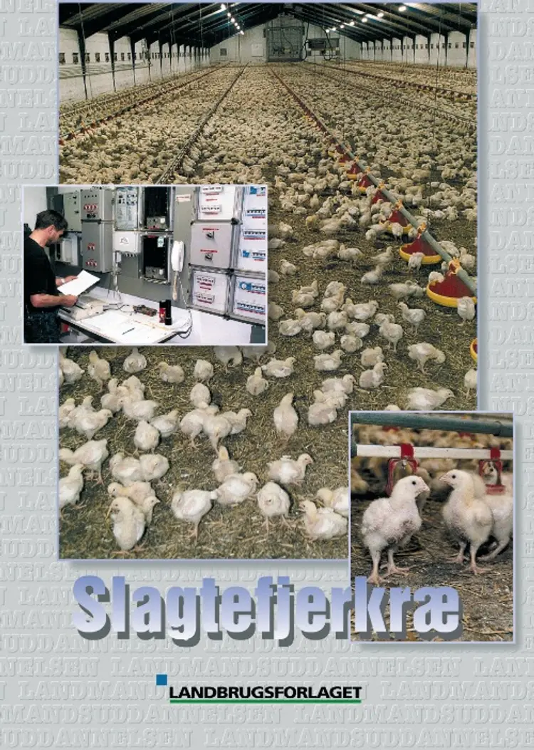 Slagtefjerkræ af Ninna Pedersen