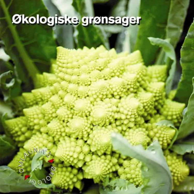 Økologiske grønsager af Jan Jensen