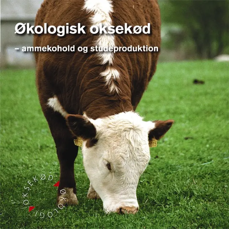 Økologisk oksekød af Allan Holm