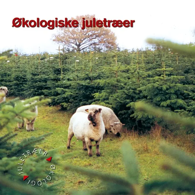 Økologiske juletræer af Hans Peter Ravn