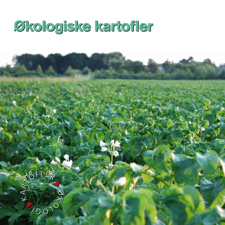 Økologiske kartofler af Karen Munk Nielsen