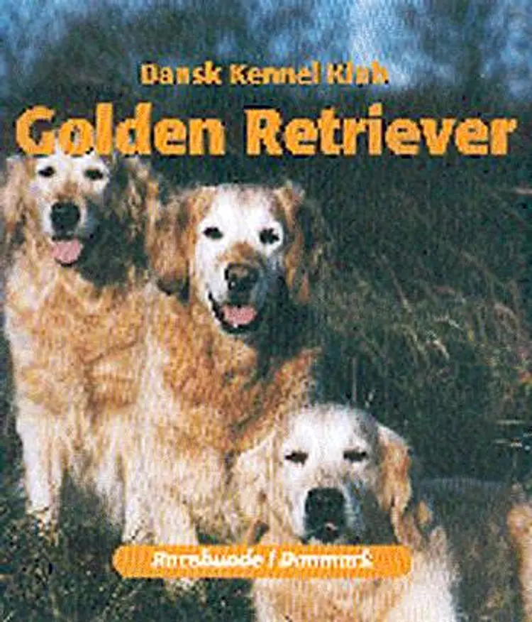 Golden retriever
