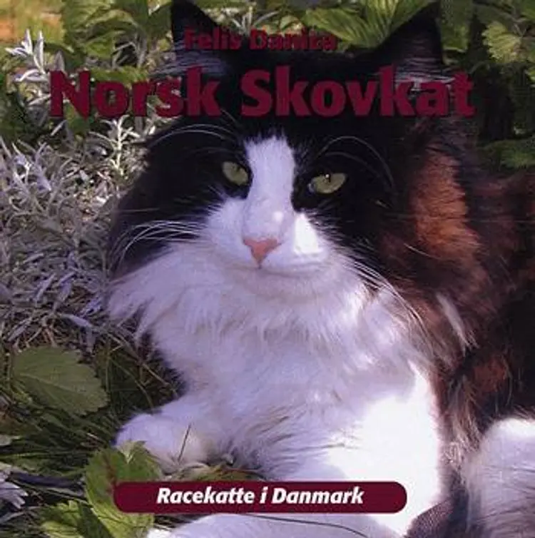 Norsk skovkat af Felis Danica