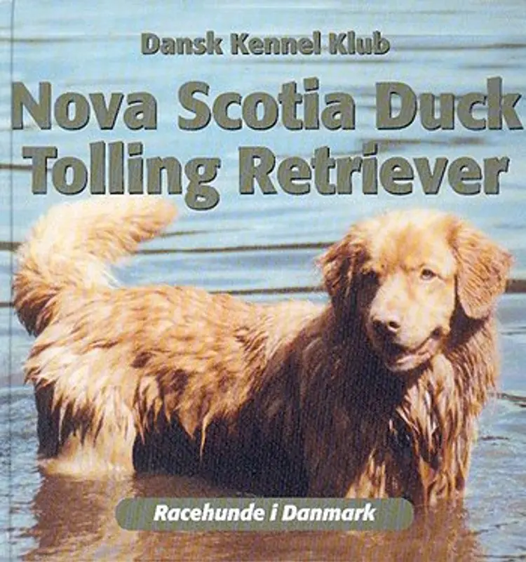 Nova Scotia duck tolling retriever af Anne Marie Henriksen