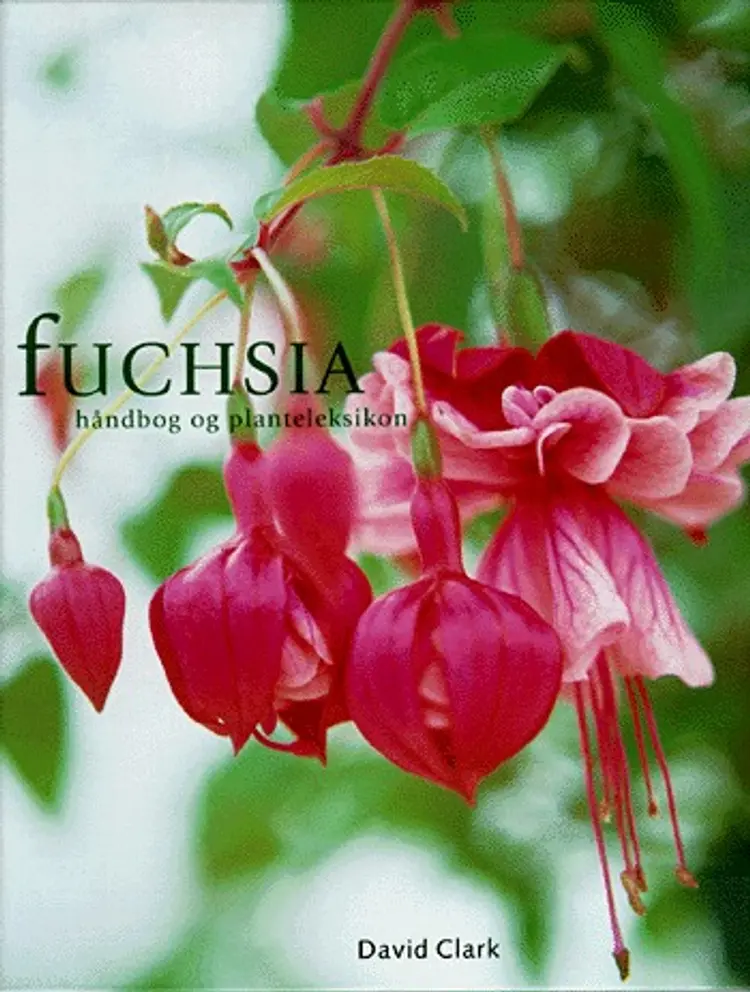 Fuchsia af David Clark