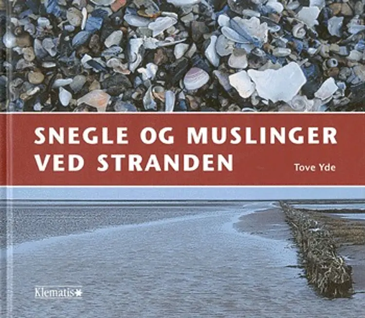 Snegle og muslinger ved stranden af Tove Yde