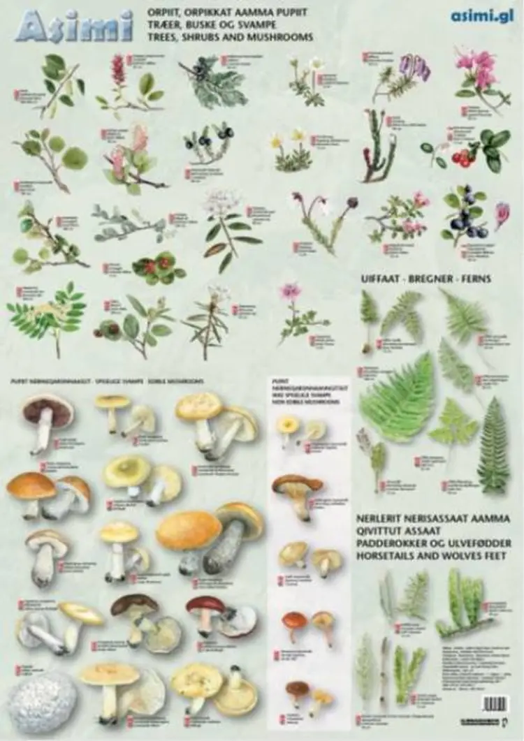 Træer, buske og svampe af Jørgen Steen