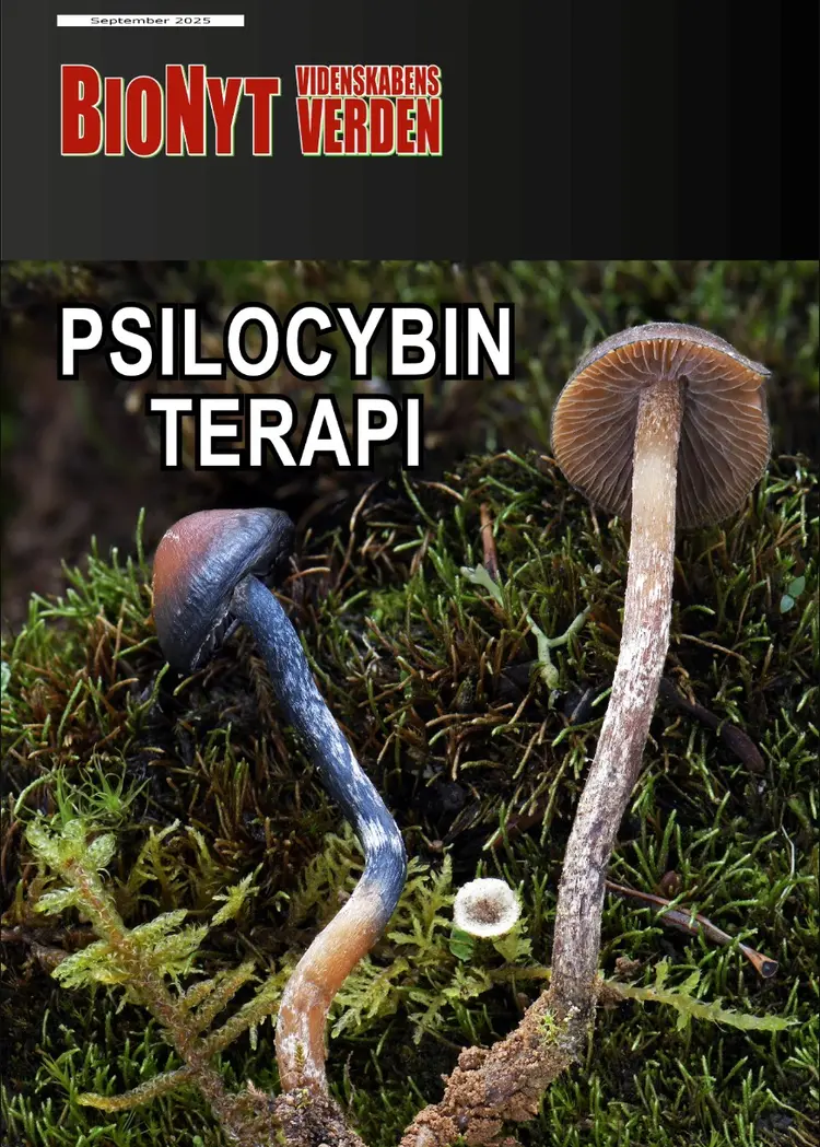 Psilocybin-terapi af Ole Georg Terney