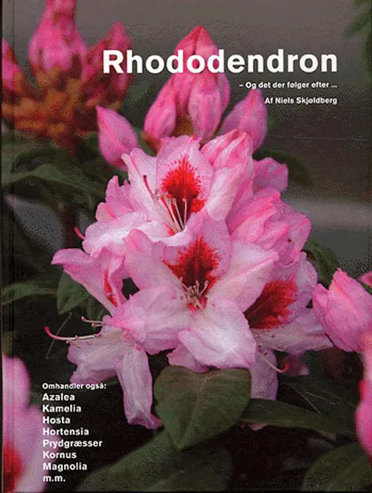 Rhododendron af Niels Skjøldberg