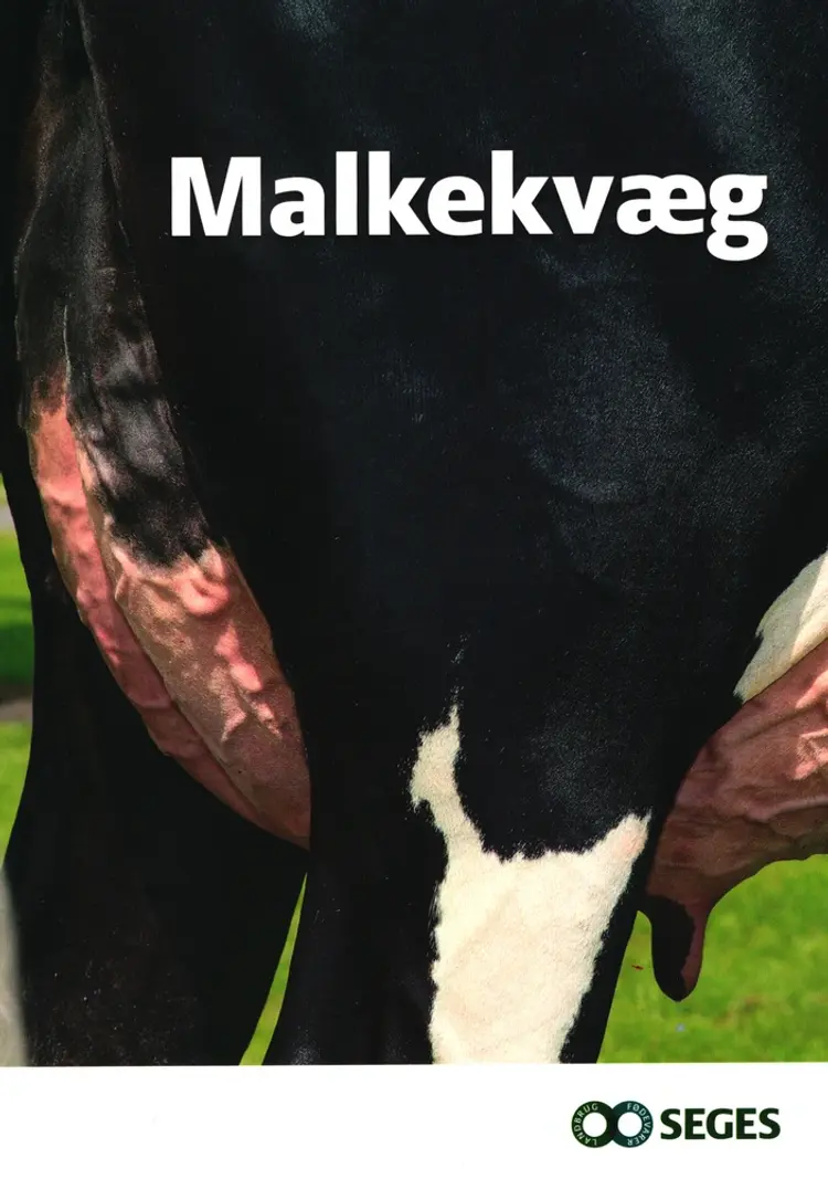Malkekvæg af Per Rasmussen