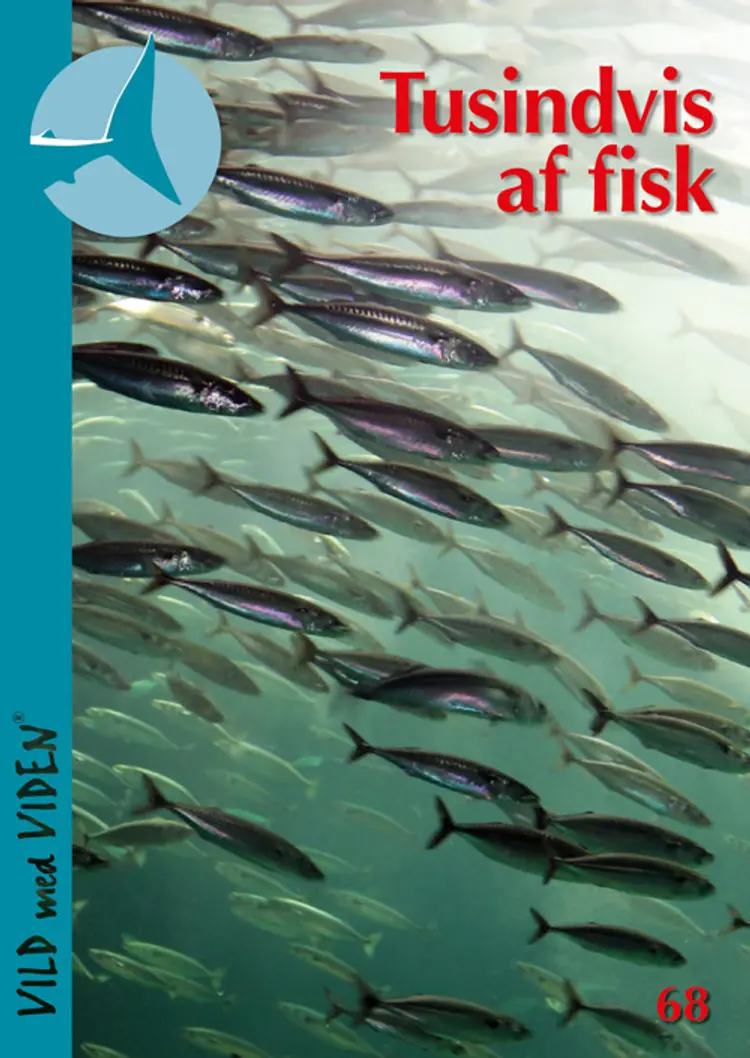 Tusindvis af fisk af Lasse Rosendahl
