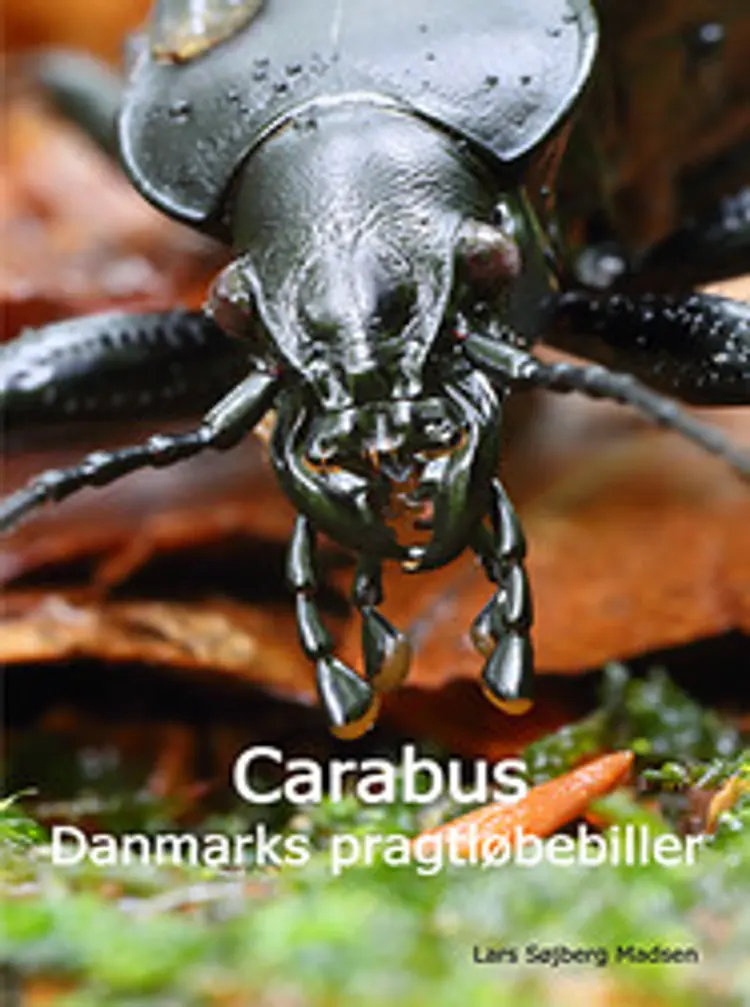 Carabus af Lars Søjberg Madsen