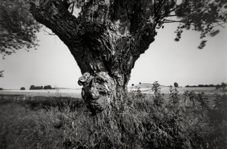 Hindsholm af Peter Brandes