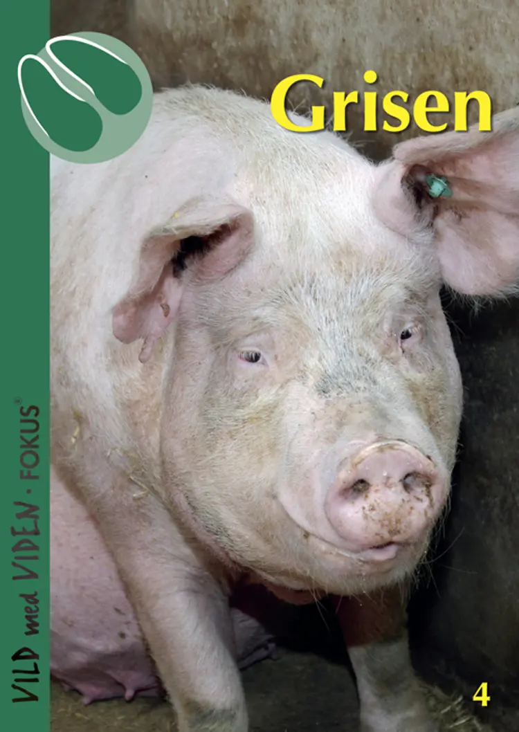 Grisen af Christian Fink Hansen