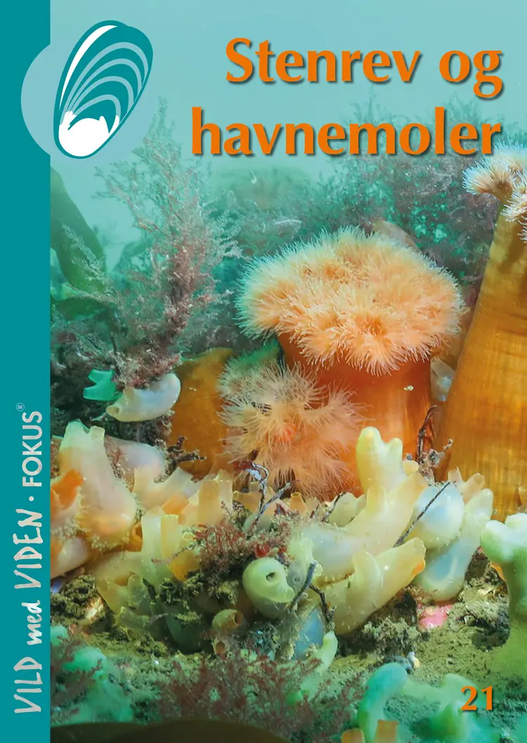 Stenrev og havnemoler af Helle Buur