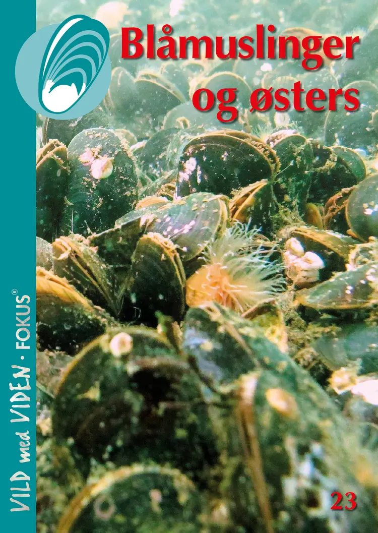 Blåmuslinger og østers af Per Dolmer