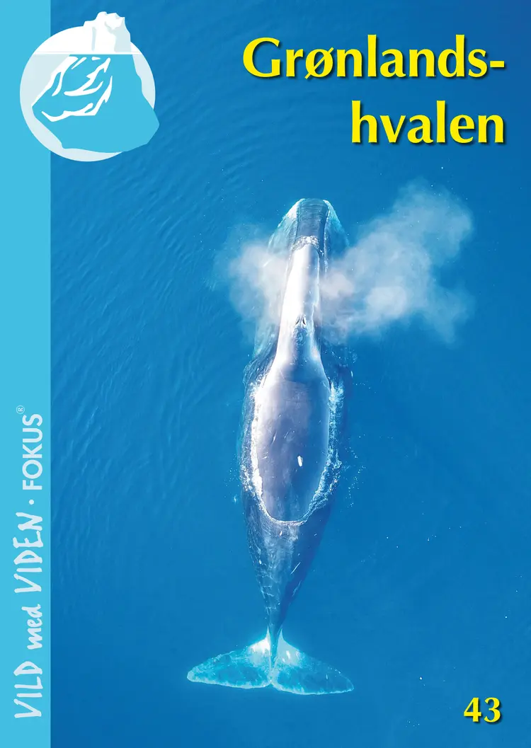Grønlandshvalen af Outi Tervo