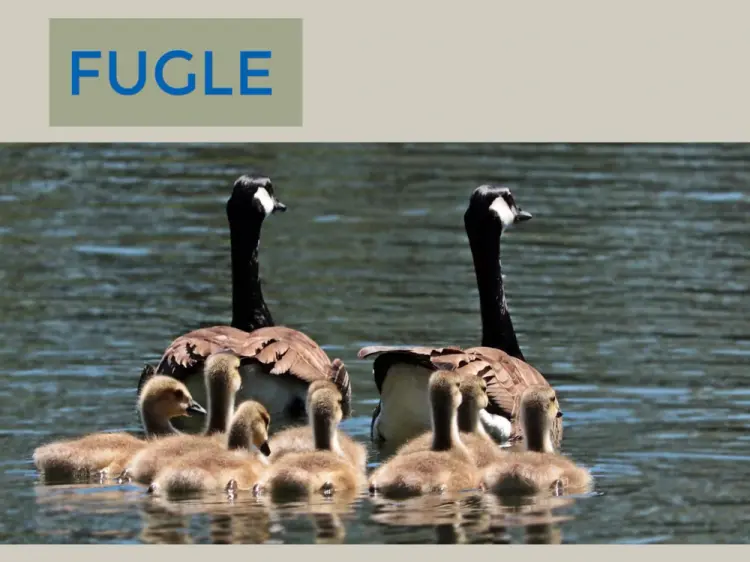 Fugle af Hanne Guldberg Mikkelsen